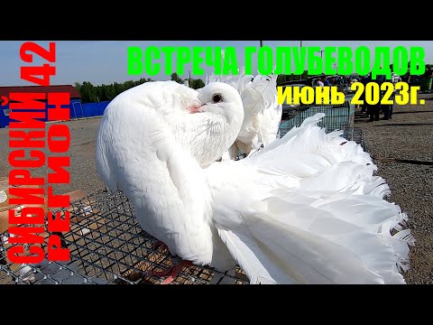 Видео: ГОЛУБИ-ЭТО НУЖНО ВИДЕТЬ👀ОБЗОР💰ЦЕНА💰2000 U.E.за ГОЛОВУ🕊️- ИЮНЬ 2023г.(часть-2)