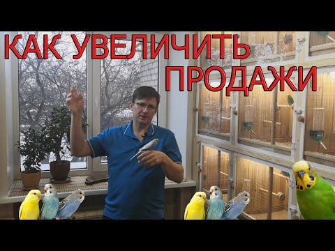 Видео: Разведение волнистых попугаев .Как увеличить продажи птиц ?Спонсорство,что это такое и как работает?