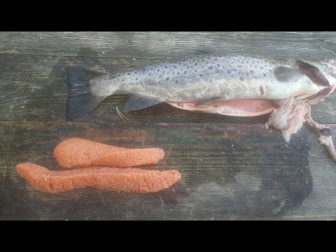 Видео: Всё лето на острове. 9 серия 