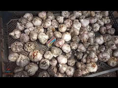 Видео: Урожай чеснока 2021 сорт Любаша. Станок для обрезки чеснока с ним забудете про мозоли!