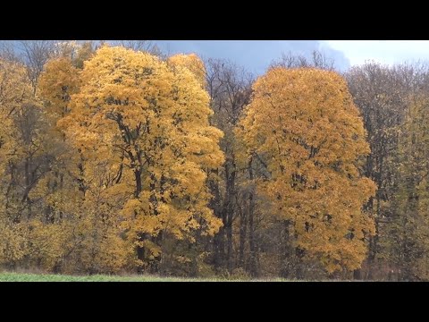 Видео: Липовий мед може перетворитися на міф.