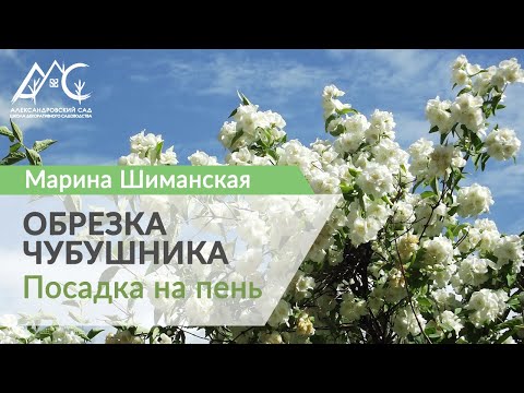 Видео: Обрезка чубушника: посадка на пень