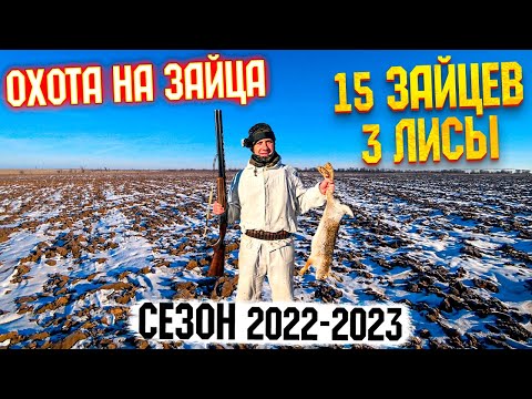 Видео: Охота на зайца. Чей ЗАЯЦ? Сезон 2022-2023. #тропление #троплениезайца #охотаназайца#охота