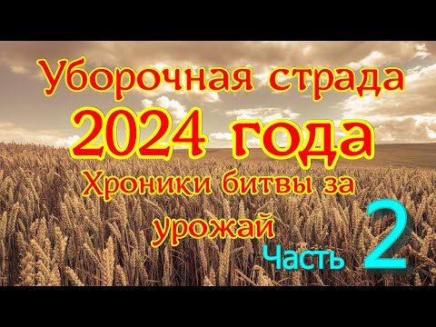 Видео: Уборочная 2024 года . 19  -  31 августа . Перешагнули середину.