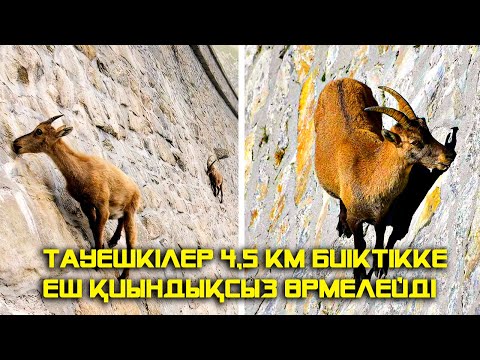 Видео: ЖАНУАРЛАРДЫҢ ТАҢҚАЛАРЛЫҚ ӘРЕКЕТТЕРІ