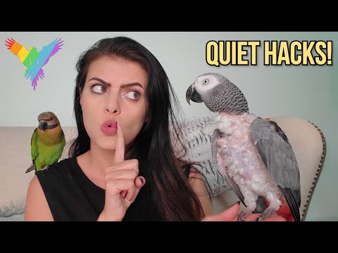 Видео: ВАШ ПОПУГАЙ ГРОМКО КРИЧИТ? | 5 лучших способов отучить птицу кричать! | МАРЛИН МАККОЭН