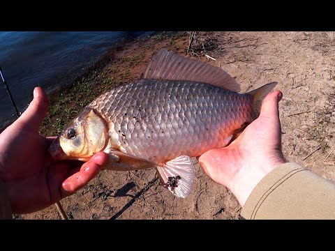 Видео: Весенние КАРАСИ ЛАПТИ на водосбросе