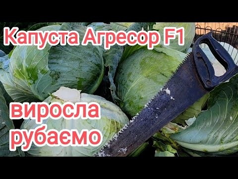 Видео: Капуста Агресор F1 обробляли, доглядали, рубаємо, пиляємо 🥬