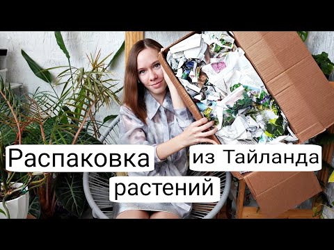 Видео: НОВЫЕ растения из ТАЙЛАНДА | Распаковка филодендронов