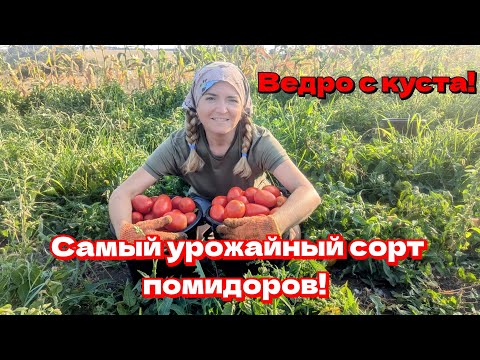 Видео: Лучший сорт томатов.Сорт Галилея.Самый урожайный сорт помидоров.