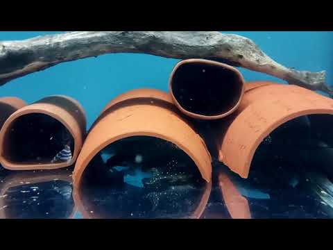 Видео: Номерные сомы год спустя.