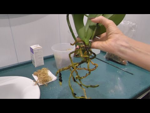Видео: ПРОФИЛАКТИКА КОРНЕВЫХ ГНИЛЕЙ ИНФЕКЦИИ СТВОЛА ОРХИДЕИ ПЕРЕД ПЕРЕСАДКОЙ. ПОСАДКА.