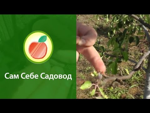 Видео: Короед на яблоне.