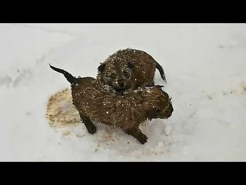 Видео: В мороз -30℃ две маленькие собачки прижались друг к другу, пытаясь согреться друг от друга.