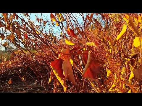 Видео: Ноябрьский закат