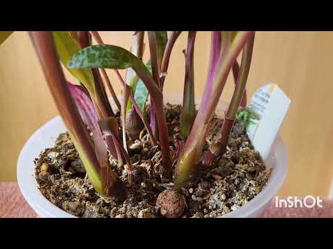 Видео: Ледебурия. 06.09.2024.