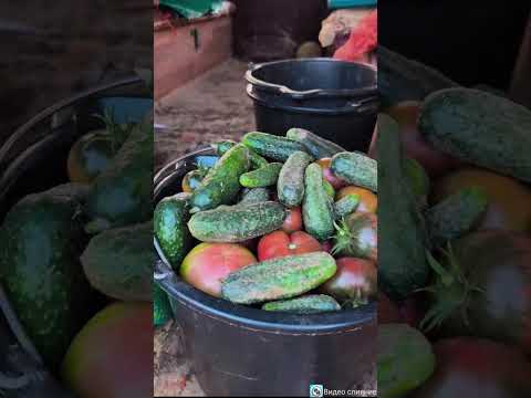 Видео: Вот какое богатство мы нашли на оставленном поле...