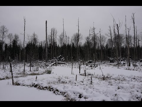 Видео: 🦌 Загонная Охота на Лося в ЛО. 3 Декабря 2022.