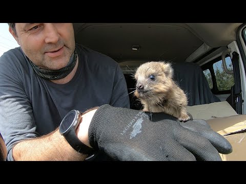 Видео: Родственник африканских слонов. Даман - очень необычный найдёныш.