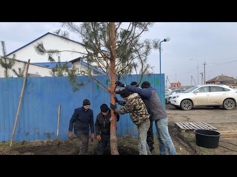 Видео: Как пересадить крупное дерево 🌲