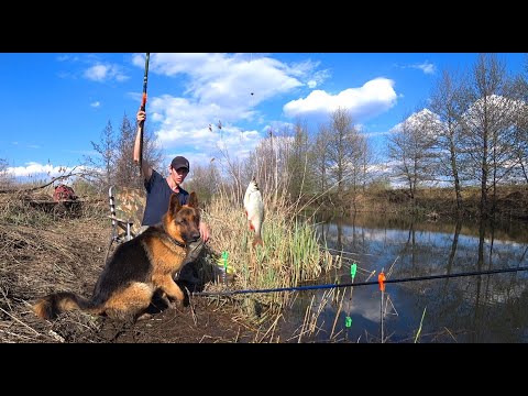 Видео: Рыбалка на болоте. День Рождения пса Ларри!