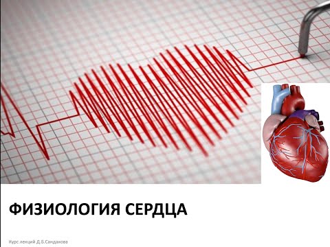 Видео: Лекция 12.  Физиология сердца