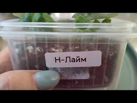 Видео: Цветочки от Катюши! 🥰 Фиалки, хойи и др. растения...Прошло 3 месяца👆