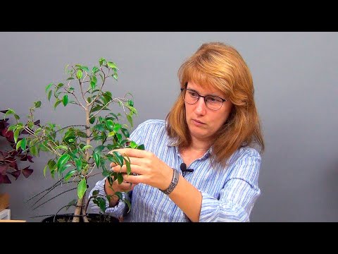 Видео: Сращивание фикусов Бенджамина (ч.2).