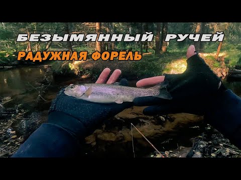 Видео: Безымянный ручей и Радужная форель