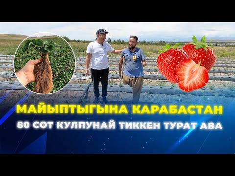 Видео: Кыргыз элине чоң мотивация берди