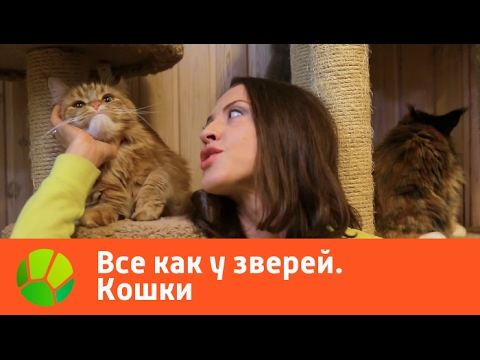 Видео: Все как у зверей. Кошки | Живая Планета