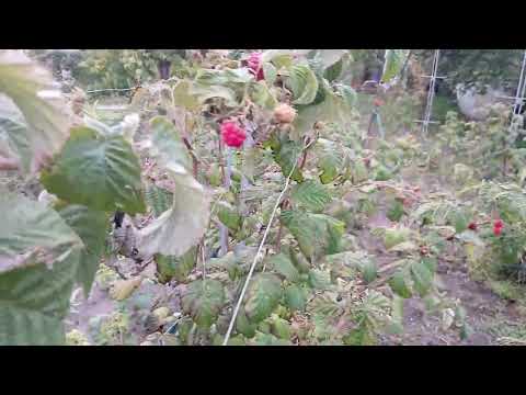 Видео: Милий сад. Малина Зюгана, Брусилівський стандарт. Особливості вирощування на півдні