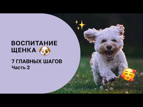 Видео: 7 ШАГОВ В ВОСПИТАНИИ ЩЕНКА, КОТОРЫЕ НЕЛЬЗЯ ПРОПУСТИТЬ. ЧАСТЬ 2