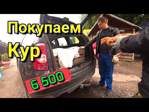 Видео: Стоимость КУРЕЙ Покупаем кур