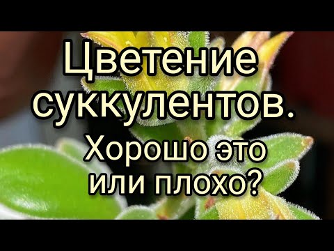Видео: Цветение суккулентов.Хорошо это или плохо?