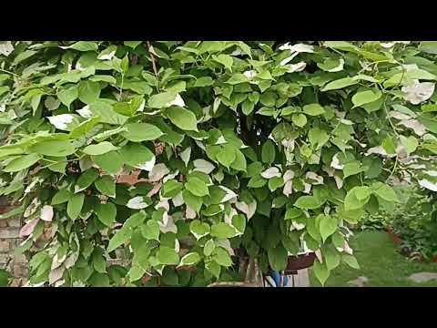 Видео: Актинидия коломикта . Aktinidia Kolomikta .