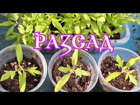 Видео: 11. Рассада – Почему после пикировки она перестала расти
