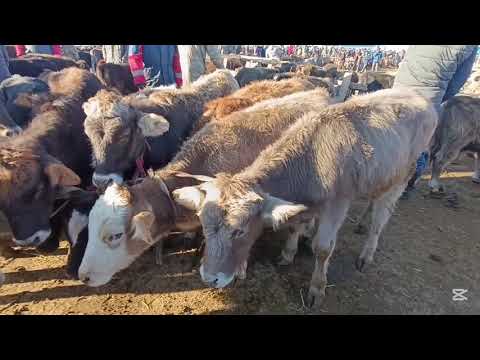 Видео: СОКУЛУК МАЛ БАЗАР ТОРПОКТОР БУКАЛАР ТАРТЫЛГАН ТАСМА 8-НОЯБРЬ 2025ж 
