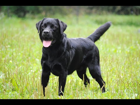 Видео: ОКД экзамен лабрадор ретривер Шелдон 15 10 2022