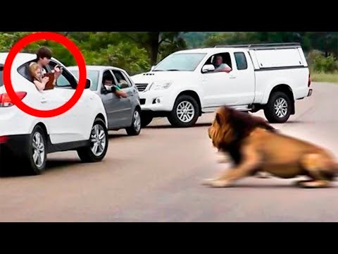 Видео: 10 Случаев, Когда Львы Напомнили Туристам, Что Лучше Сидеть в Машине