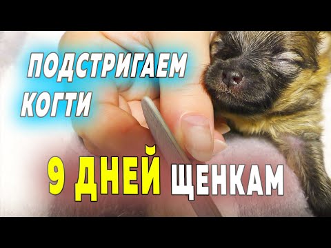 Видео: Щенкам шпица 9 дней. Как подстричь когти щенку. Померанский шпиц Бэлла чувствует себя прекрасно