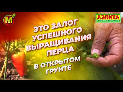 Видео: Залог успешного выращивания СЛАДКОГО ПЕРЦА в ОТКРЫТОМ ГРУНТЕ