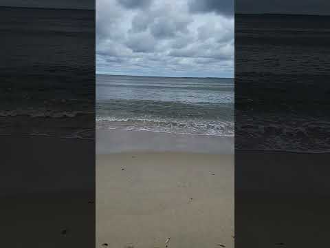 Видео: Шторм и я с собаками.