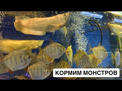 Видео: Птичий Рынок 2025 / Кормим крупных хищников / Альтумы Ориноко / Арованы и скаты / Mos-fish.ru