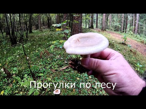 Видео: Прогулки по лесу | Нашел еще две разновидности грибов.
