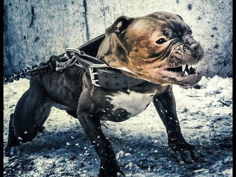 Видео: Отличие Питбультерьера от Стаффордширского терьера