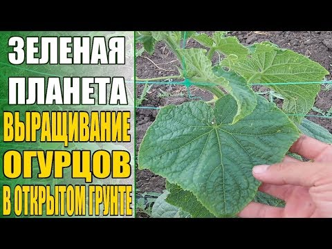 Видео: Технология выращивания огурцов в открытом грунте / Как заработать на выращивании огурцов (начало)