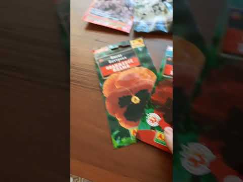 Видео: Вторая половина января. Посадила цветы на рассаду.