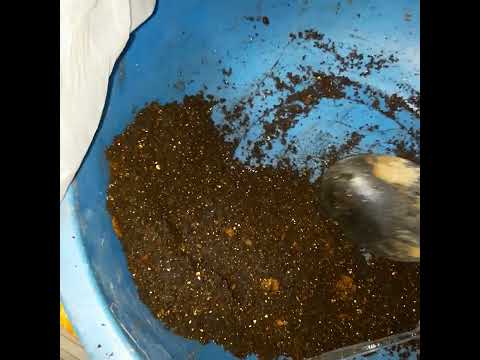 Видео: Кливия/пересадка/маленький секретик 🤏