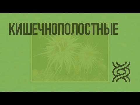 Видео: Кишечнополостные. Видеоурок по биологии 7 класс